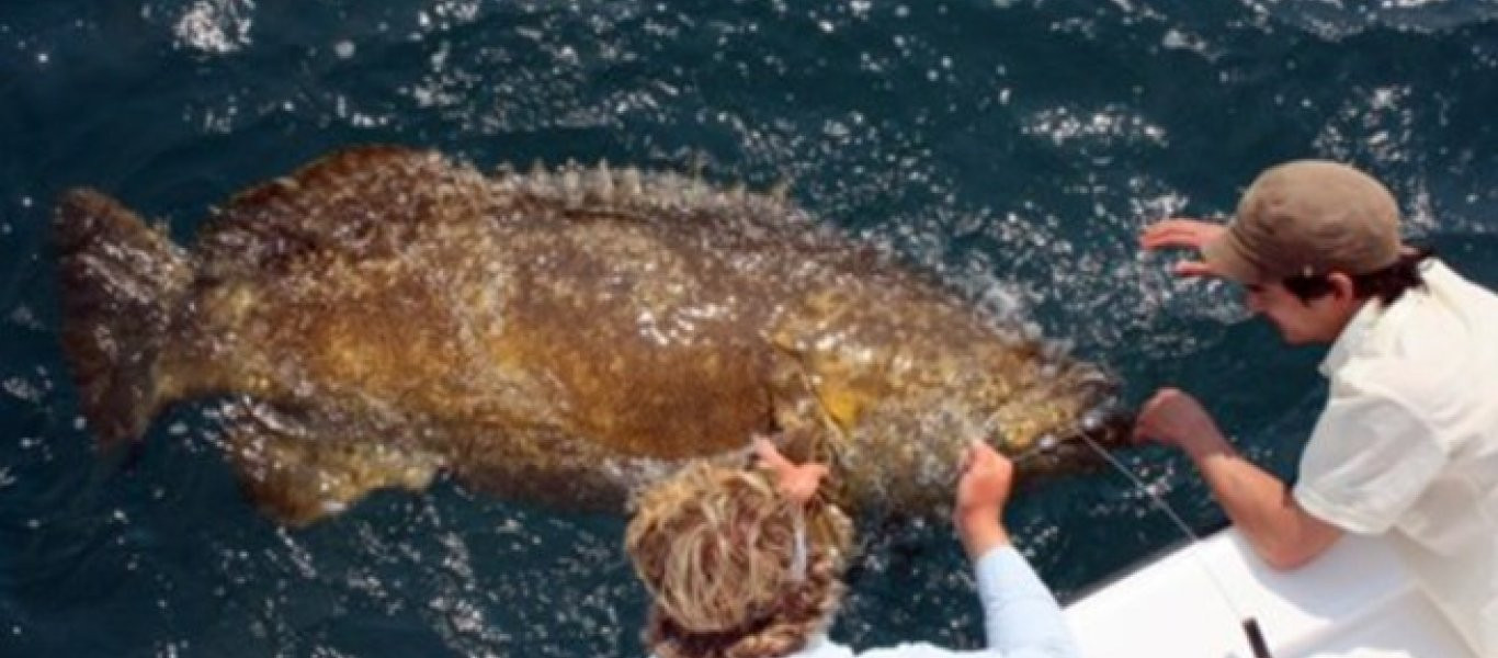 Καρχαρίας έγινε «δόλωμα» για μία γιγάντια σφυρίδα (βίντεο)